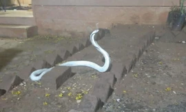 Rắn hổ mang bạch tạng quý hiếm chui vào nhà sau mưa bão dữ dội 
