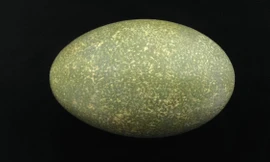 6 sự thật đáng kinh ngạc về quả trứng 