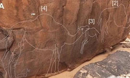 Phát hiện những bức chạm lạc đà bí ẩn trên đá 