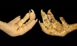 Các nhà khoa học đã biến vảy chân gà thành lông như thế nào? 