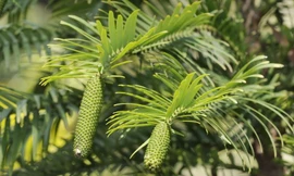 Bí ẩn cây 'hóa thạch sống' bị đóng băng suốt 66 triệu năm 