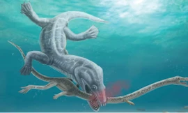 Tìm thấy quái vật biển khổng lồ 240 triệu năm tuổi bị xé toạc đầu