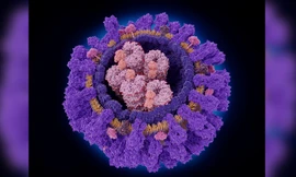 Phát hiện một loại kháng thể có thể nhắm vào nhiều chủng virus cúm cùng lúc 