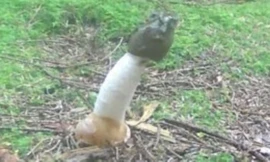 Phát hiện nấm hình dương vật tỏa mùi như thịt thối