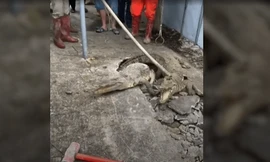 3 con cá sấu phá mặt đường chui lên, lao về phía dân tình xung quanh gây 'thất kinh'