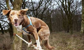 Chú chó đi thăng bằng nhanh nhất thế giới