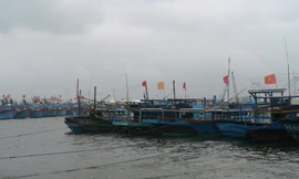 Nhiều tàu cá đã neo đậu tránh bão.