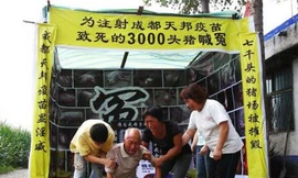 Tổ chức đám tang cho 3.000 con lợn