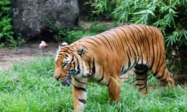 Bất an tin hổ sổng chuồng