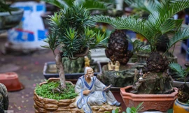 Độc đáo vạn tuế bonsai giá 'chục triệu' xuống phố Hà Nội