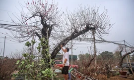 Sở hữu đào cổ thụ cao hơn 3m, chủ vườn quyết 'giữ lộc' không bán