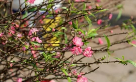 Đào Nhật Tân bung cánh đỏ đón xuân sớm