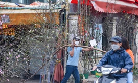 Đào nở sớm 'xuống phố' đón Noel và Tết Dương lịch