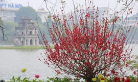 Đào bung sắc bên những thảm hoa rực rỡ quanh hồ Hoàn Kiếm ngày cận Tết