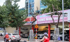 Số phận 7 cây sưa ‘bạc tỷ’ chết khô trên đường Nguyễn Văn Huyên ra sao?