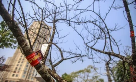 Tận thấy những cành đào dán tem đầu tiên xuất hiện tại Hà Nội