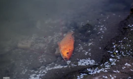 Thả cùng tro bụi, cá chép phóng sinh chưa kịp 'chầu trời' đã lăn ra chết