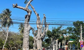 một cây xanh đang chuẩn bị cưa hạ trong dự án làm đường