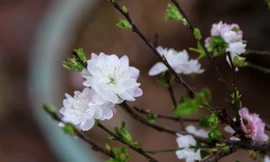 Nhất chi mai khoe sắc xuống phố hút khách dịp Tết Nguyên đán