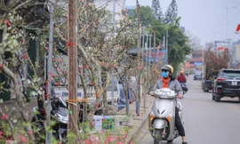 Người dân Hà Thành bỏ tiền triệu mua hoa lê chơi sau Tết