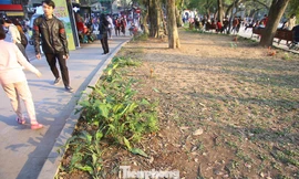 Thảm hoa hồ Hoàn Kiếm 'nát bươm' sau giao thừa và Tết Dương lịch 