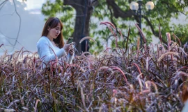 Ngất lịm trước cỏ lau màu tím bên bờ hồ Hoàn Kiếm