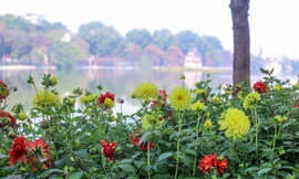 Hà Nội rực rỡ hoa chào mừng Đại hội Đảng lần thứ XIII