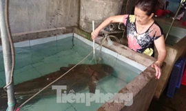 Con cá có trọng lượng khủng