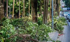 Bản tin 8H: Ban quản lý dự án Hồ Tây nói về chuyển hoa sữa về bãi rác Nam Sơn