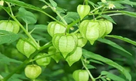 Ở Việt Nam, quả tầm bóp còn được gọi là quả: lồng đèn, lù đù, thù lù hay đồm độp… Quả có hình tròn nhỏ như quả cà, bên ngoài được bao bọc một lớp bọc mỏng, giống hình lồng đèn.