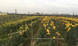 Giá hoa rẻ, nhiều người nông dân để hoa héo không thu hoạch. Ảnh: Đ. H