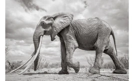 Thường được gọi là “voi ngà to”, con voi cái này thuộc loại hiếm – vì ước tính chỉ có 30 cá thể như vậy trên toàn châu Phi. Nhiếp ảnh gia người Anh Will Burrard-Lucas chụp một loạt ảnh trắng đen về con voi mà ông gọi là "Nữ hoàng Voi" này khi nó đang đi l