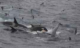 Cá kình tấn công tập thể và giết chết cá voi xanh. Ảnh: Sun.