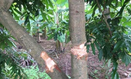 Những cây nhãn 5 năm tuổi đang ra hoa bị chặt phá.