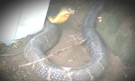 Lãnh đạo Chi cục Kiểm lâm xác nhận đây là loại rắn hổ mây hay còn gọi là hổ mang chúa nhưng trọng lượng mỗi con chỉ khoảng 18 kg