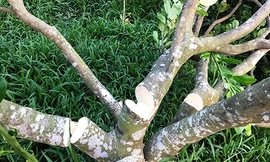 Một gốc bưởi trong vườn bị đốn hạ. Ảnh: An Bình.