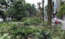 Công nhân cưa cành, đốn gốc để di chuyển hàng cây hoa sữa. Ảnh: Tất Định.