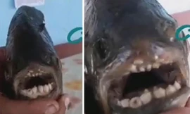 Bắt được loài cá kì lạ có hàm răng giống loài người