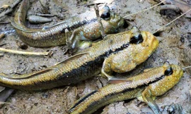 Ly kỳ chuyện săn loài cá chạy trên cạn, leo cây nhoay nhoáy