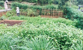 Trang trại cho thuê để trồng rau của một doanh nghiệp ở vùng ven Hà Nội. Ảnh: NVCC