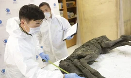 Các nhà khoa học đang tràn trề hi vọng “tái sinh” loài ngựa cổ.