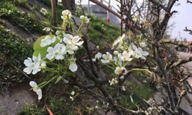  Những cánh hoa lê đẹp mê hoặc người Hà Nội vào dịp sau Tết. Ảnh: Đỗ Hợp