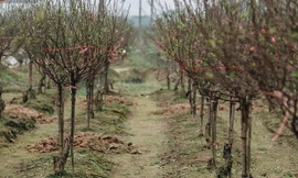 Vườn đào có giá trị của người dân tại Tỉnh Cầu, phường Đình Bảng.