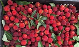 Là loại có có tính giải nhiệt nên khách mua khá nhiều về ăn