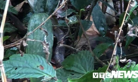 Một con rắn độc khoanh tròn phơi nắng giữa lối đi chẳng sợ người. 