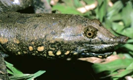 Loài rùa mai mềm mới được xác định với cái mũi khá đặc biệt.