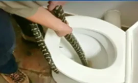 Con trăn lớn nằm gọn trong nhà vệ sinh một người phụ nữ người Australia.