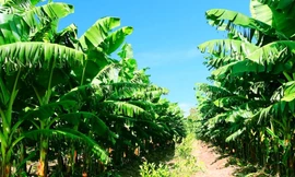 Vườn chuối của HAGL Agrico.