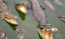 Đã bắt hơn 50 cá sấu sổng chuồng