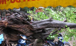 Hà Nội: Cây cổ thụ đổ đè bẹp ô tô, xe máy